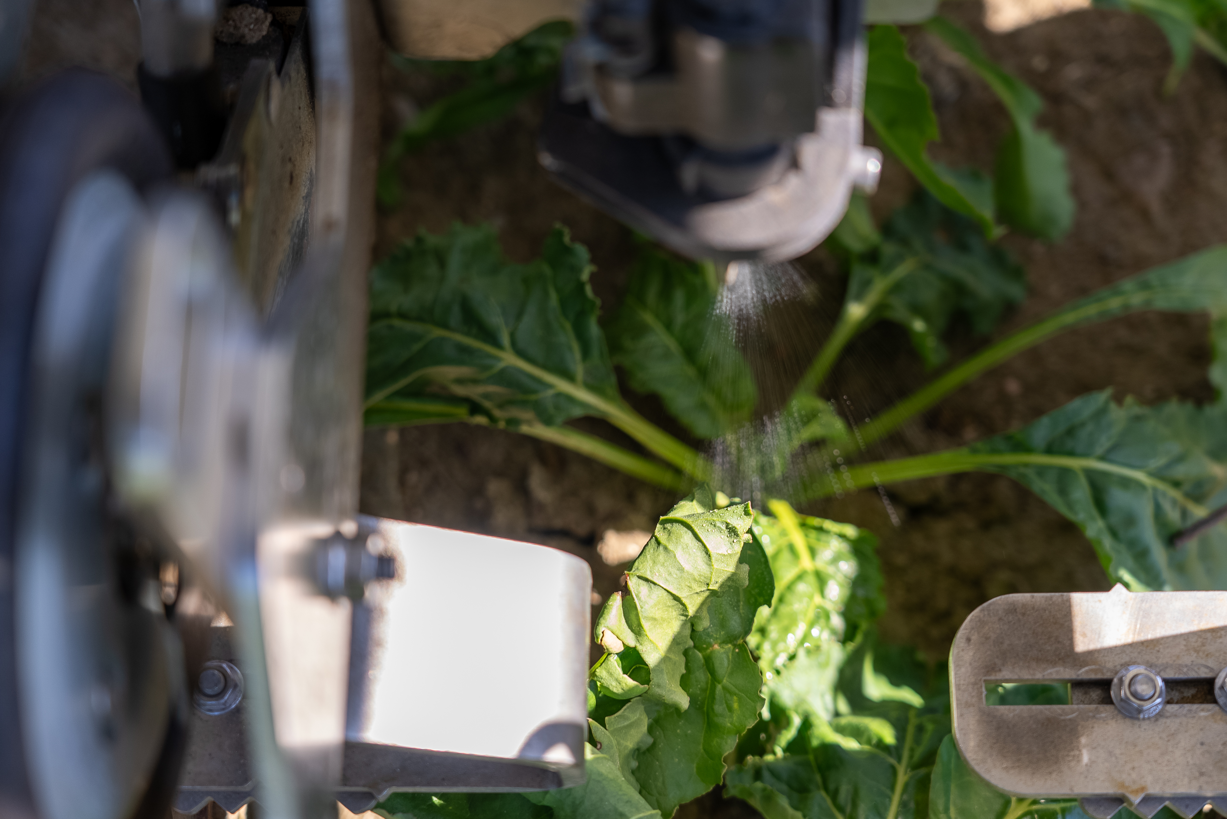 FarmDroid applying spot-spray to growing crop